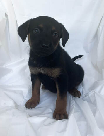 Adoptable Pups - The Puppy People Rescue Inc.