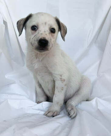 Adoptable Pups - The Puppy People Rescue Inc.